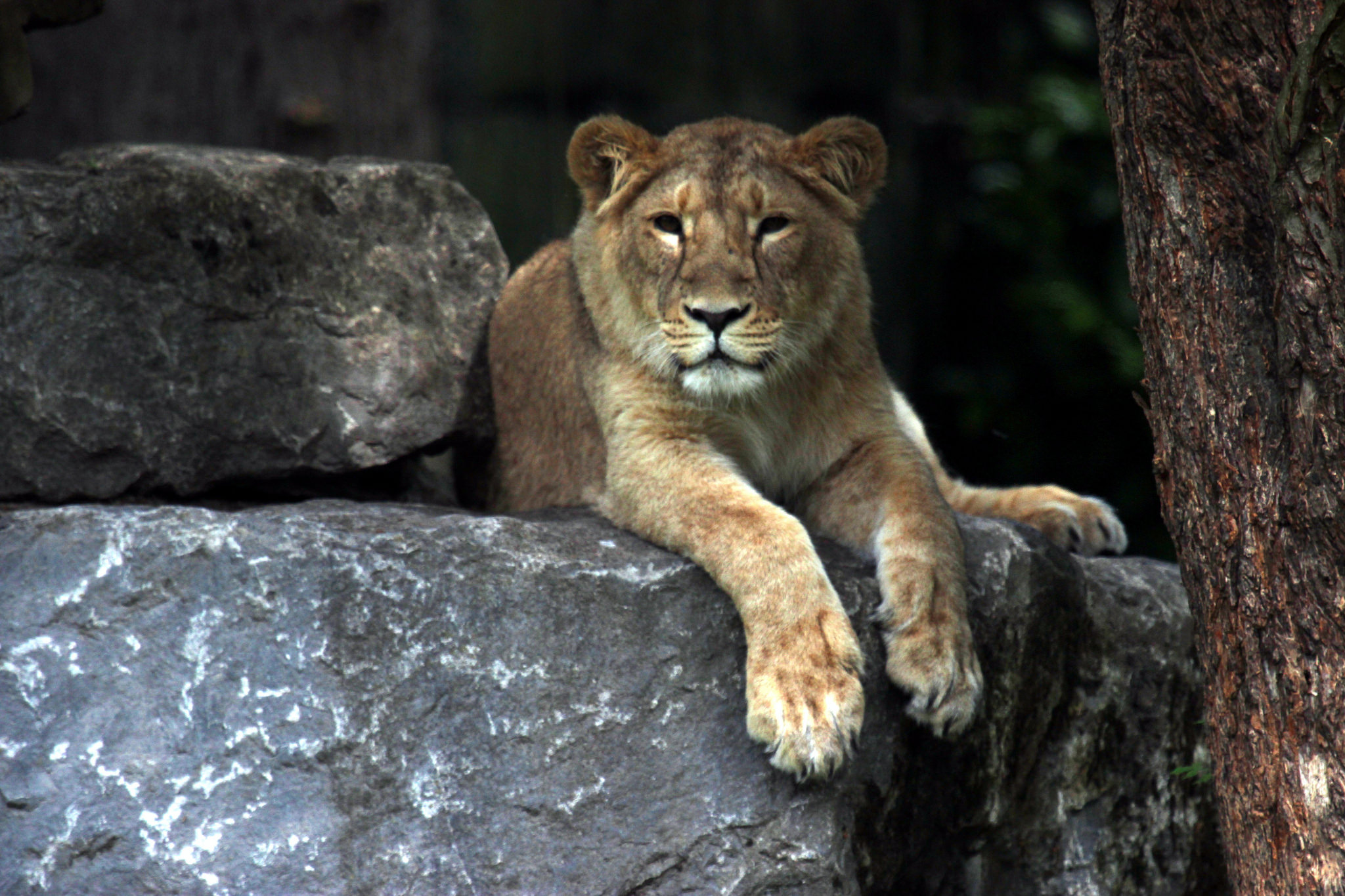 Dierenpark Planckendael